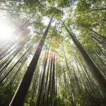 37 Mind Blowing Facts about Infrared Radiation (IR Rays)