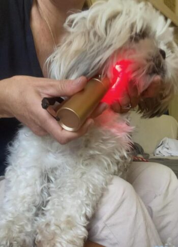 utk red light therapy torch for dogs